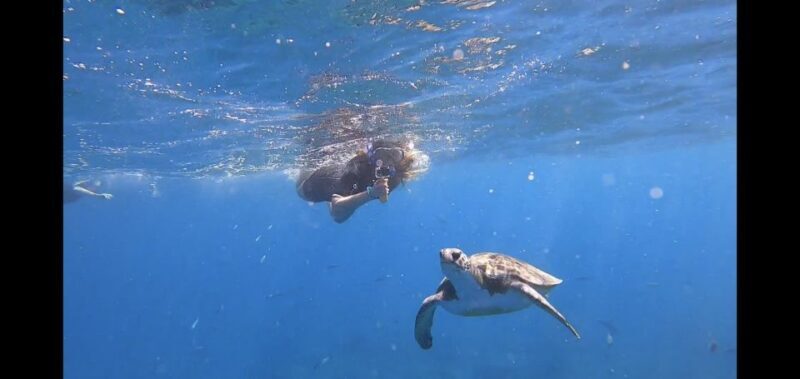 Tenerife: Snorkeling Trip in a Turtle Habitat - Authentic Encounters from Travelers