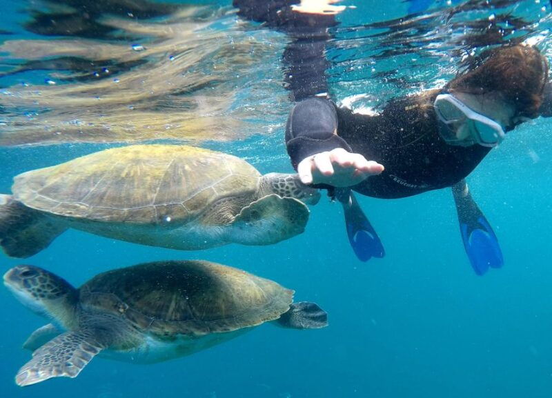 tenerife-snorkeling-trip-in-a-turtle-habitat