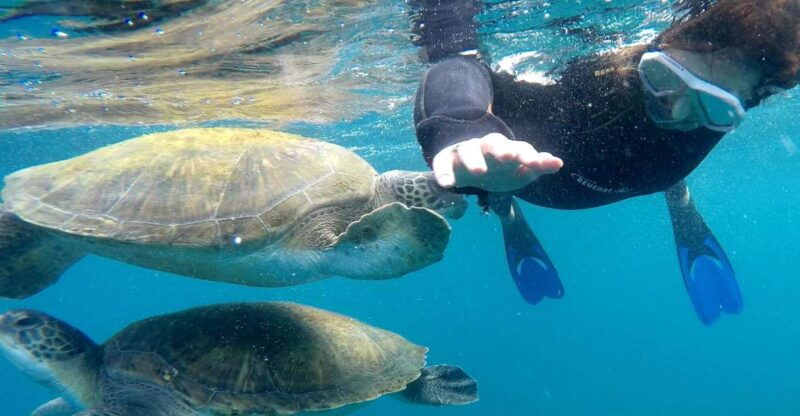 tenerife-snorkeling-trip-in-a-turtle-habitat
