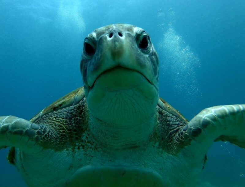tenerife-snorkeling-trip-in-a-turtle-habitat