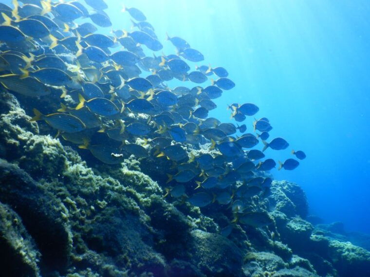 tenerife-snorkeling-underwater-with-a-freediving-instructor