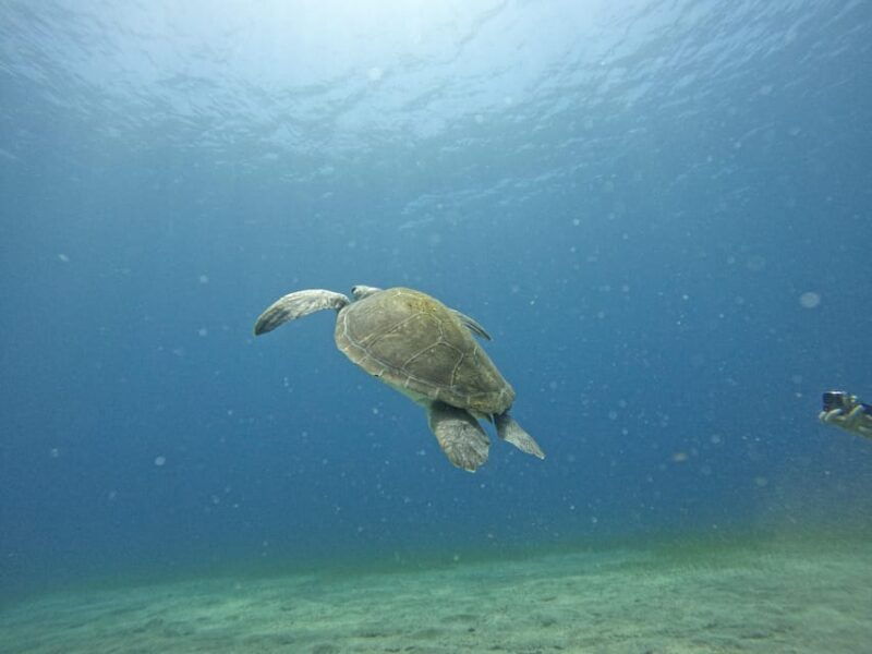tenerife-south-diving-for-beginners-in-adeje