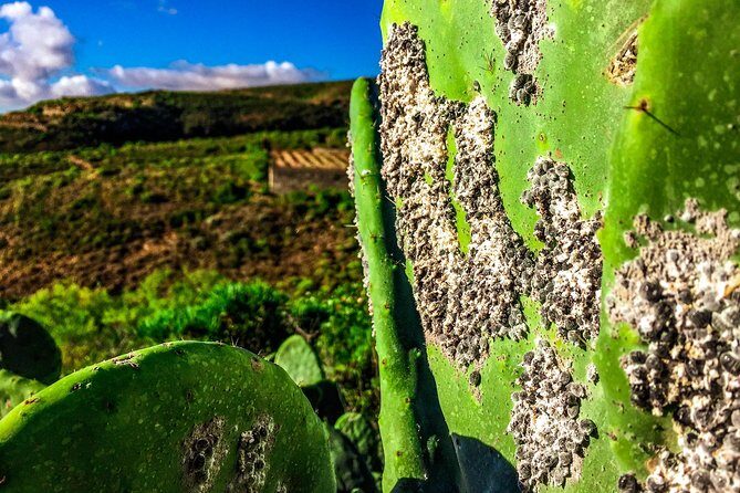 Tenerife South Private Tour: Secrets of the Volcanoes - Why This Tour Will Delight You