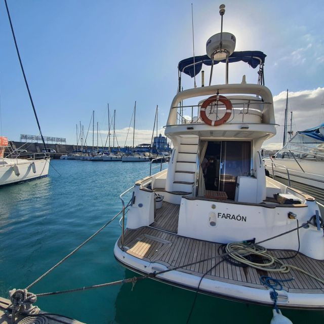 tenerife-south-safari-with-luxury-boat-animal-encounters