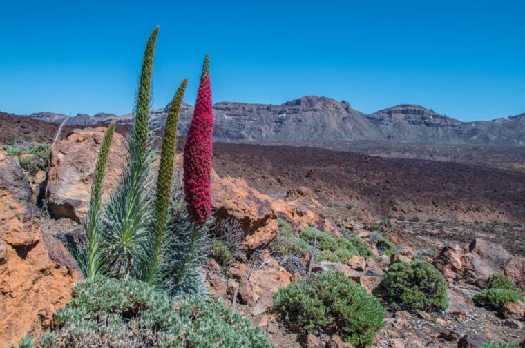tenerife-teide-and-las-canadas-half-day-tour