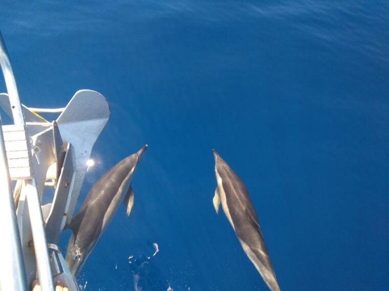 tenerife-teide-national-park-and-dolphins-sailboat-tour