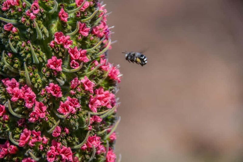 Tenerife: Teide National Park Guided Tour - What’s Not Included and Why It Matters