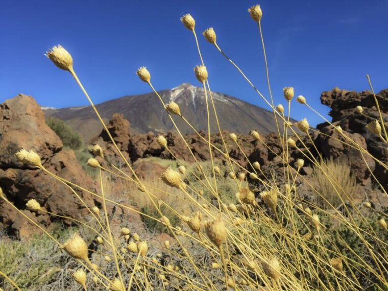 tenerife-teide-national-park-teno-rural-park-private-tour