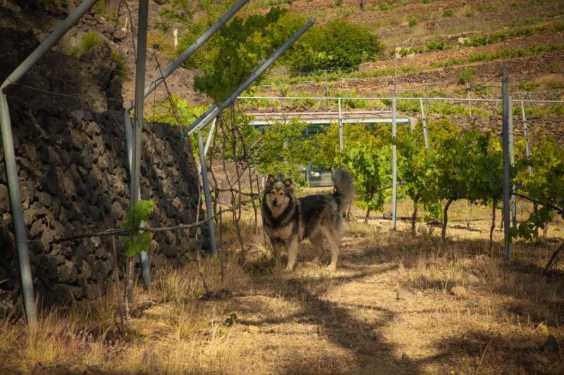 tenerife-tour-of-an-organic-vineyard-with-tasting-snacks
