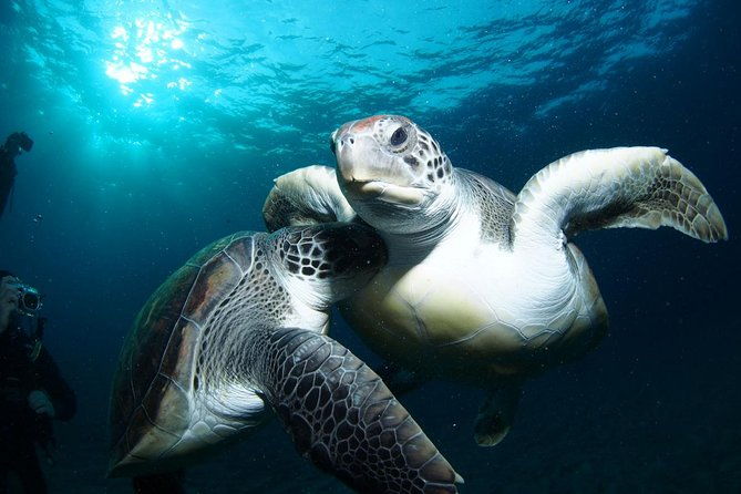 tenerife-turtle-and-snorkel-tour-from-costa-adeje