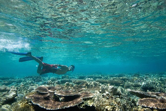 tenerife-turtle-and-snorkel-tour-from-costa-adeje