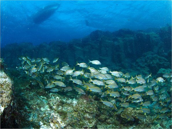 tenerife-turtle-and-snorkel-tour-from-costa-adeje