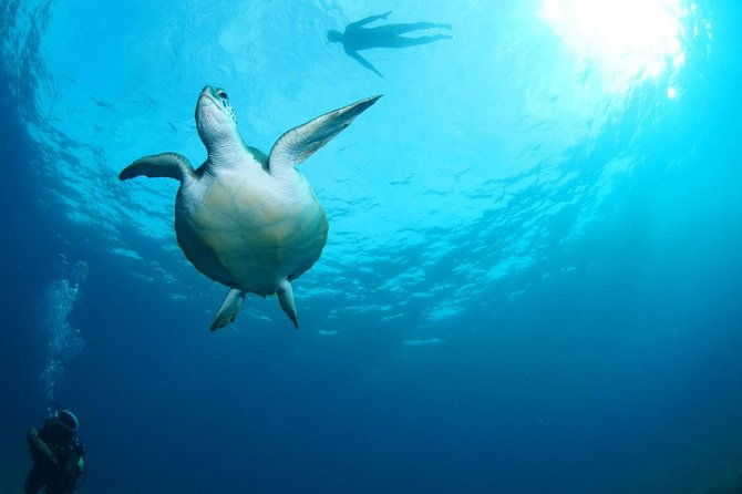 tenerife-turtle-and-snorkel-tour-from-costa-adeje