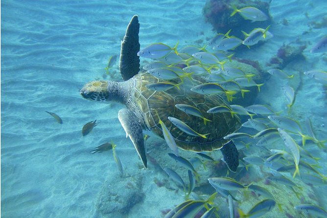 tenerife-turtle-and-snorkel-tour-from-costa-adeje