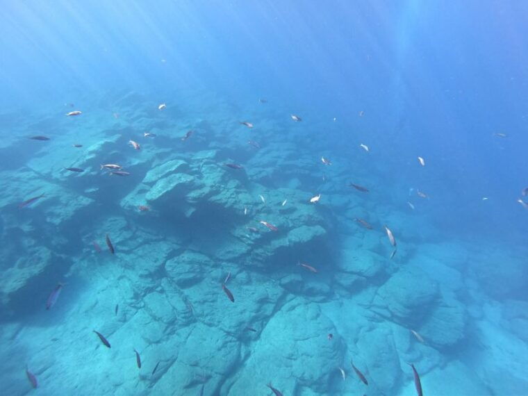 tenerife-underwater-lava-tongues-snorkel-excursion