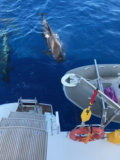 tenerife-whale-and-dolphin-watching-boat-tour-2