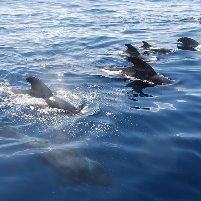 tenerife-whale-and-dolphin-watching-boat-tour-2