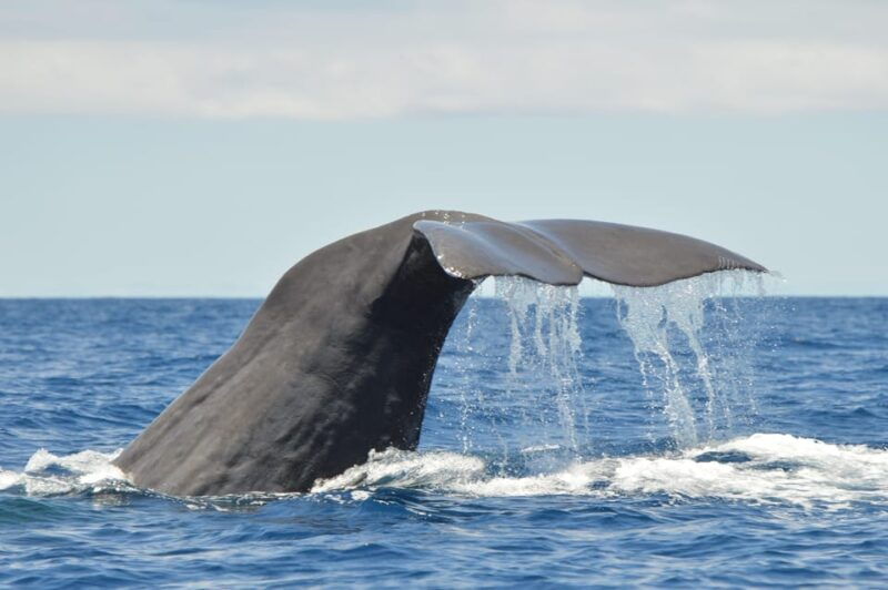 tenerife-whale-and-dolphin-watching-boat-tour
