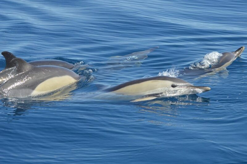 tenerife-whale-and-dolphin-watching-boat-tour