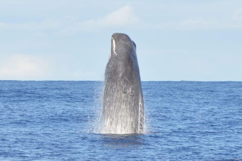 tenerife-whale-and-dolphin-watching-boat-tour