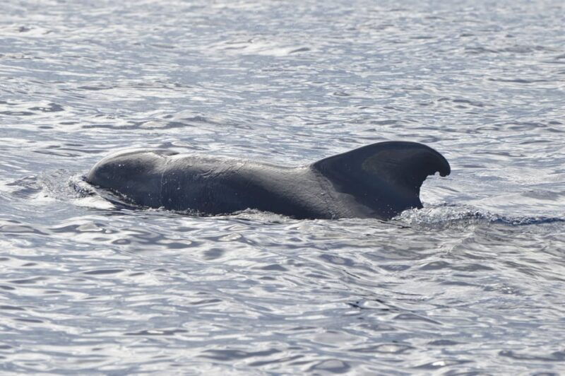 tenerife-whale-and-dolphin-watching-boat-tour