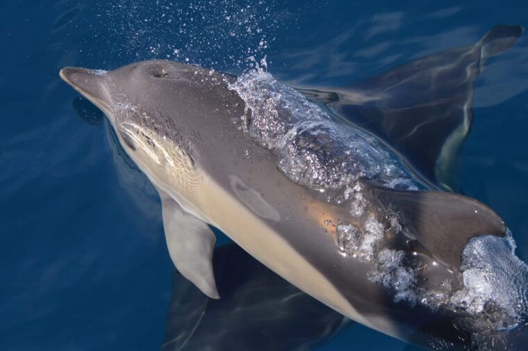 tenerife-whale-and-dolphin-watching-boat-tour