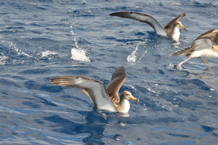 tenerife-whale-and-dolphin-watching-boat-tour