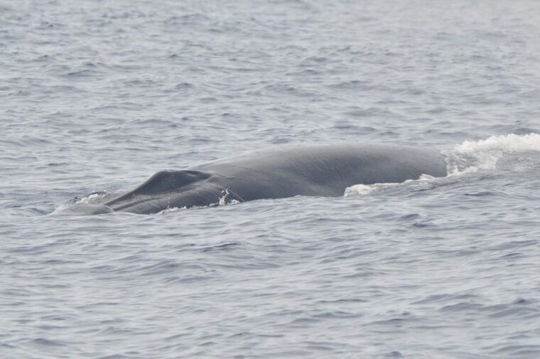 tenerife-whale-and-dolphin-watching-boat-tour