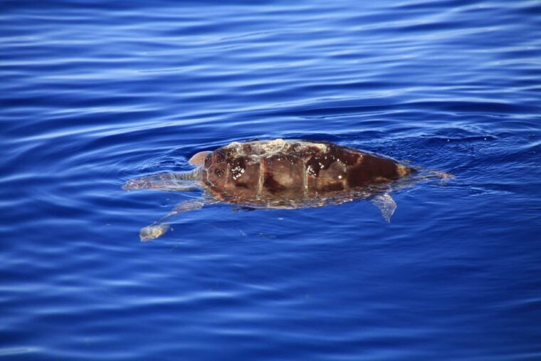 tenerife-whale-and-dolphin-watching-boat-tour