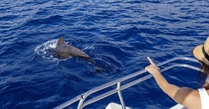 tenerife-whale-and-dolphin-watching-tour-by-sailboat
