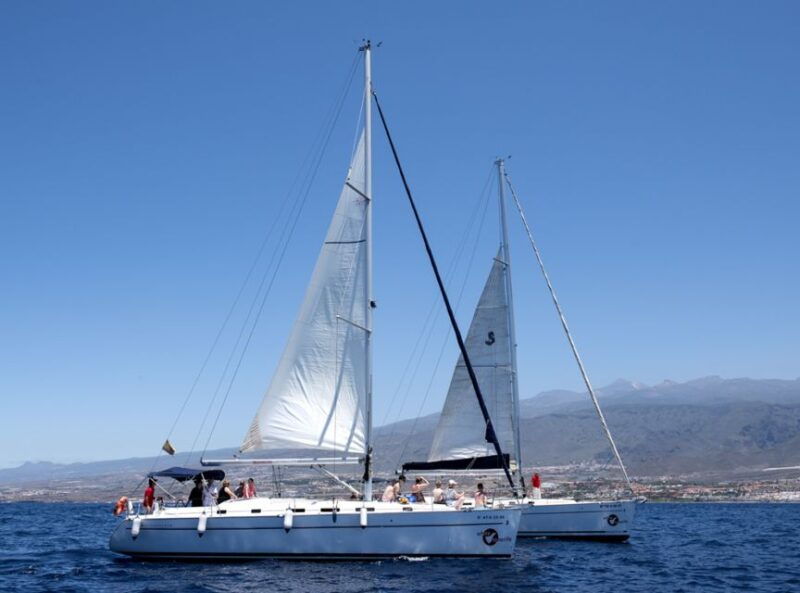 tenerife-whale-and-dolphin-watching-tour-by-sailboat