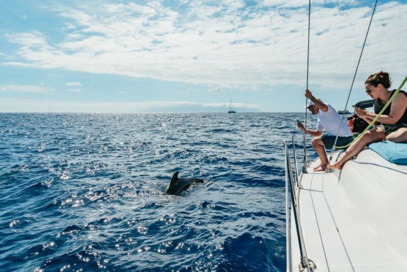 tenerife-whale-dolphin-watching-with-drinks-and-snacks