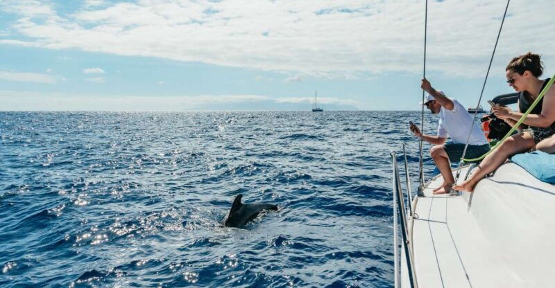 tenerife-whale-dolphin-watching-with-drinks-and-snacks