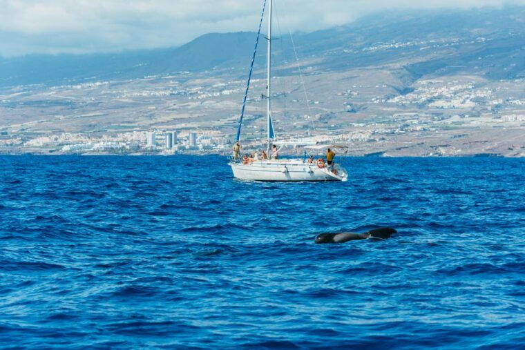 tenerife-whale-dolphin-watching-with-drinks-and-snacks