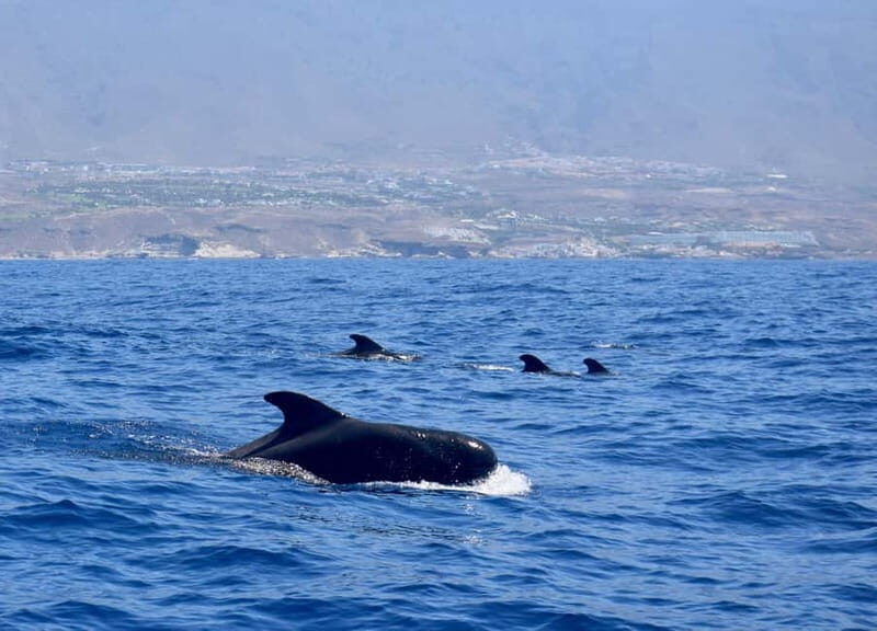 Tenerife Whale Watching and Snorkeling Yacht Trip - An Honest Look at the Experience