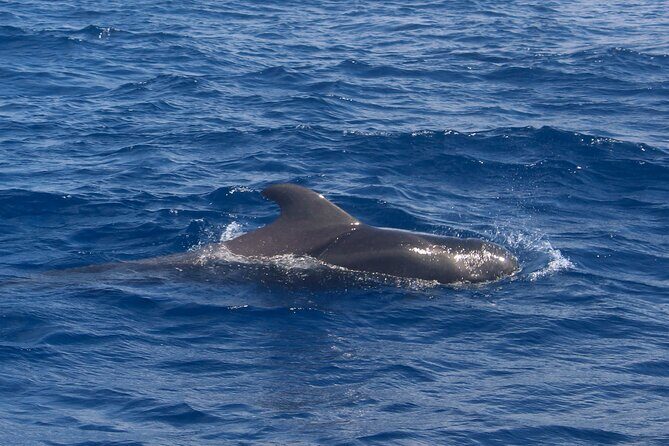 Tenerife Whale Watching and Snorkeling Yacht Trip - Is This Tour Right for You?
