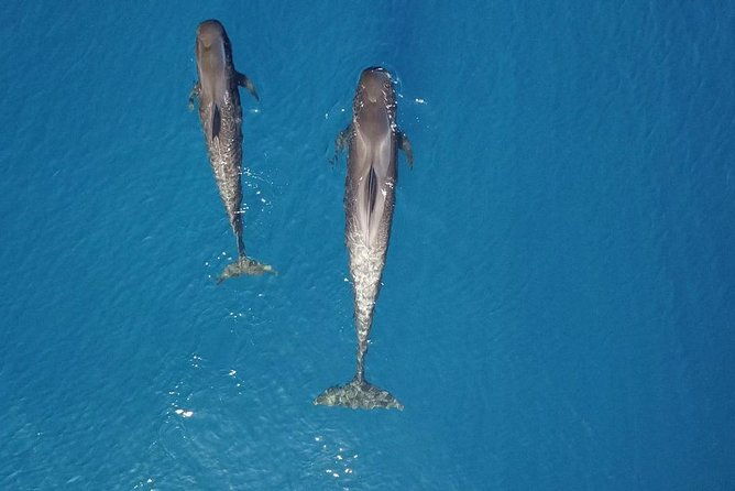 tenerife-whale-watching-on-private-charter-2