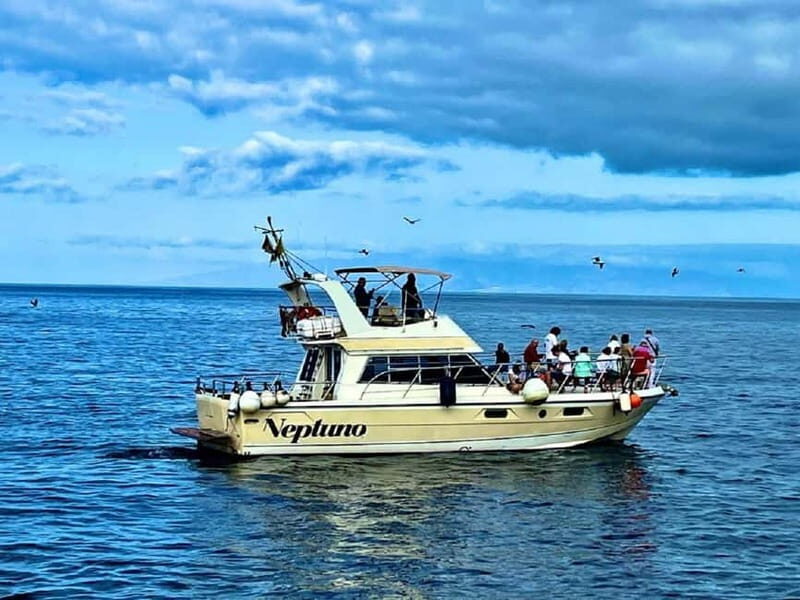 Tenerife: Whale watching tour with swim and lunch on yacht for 22 passengers - Key Points
