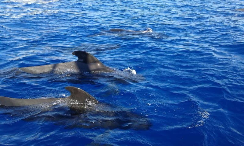 Tenerife: Whale watching tour with swim and lunch on yacht for 22 passengers - FAQ