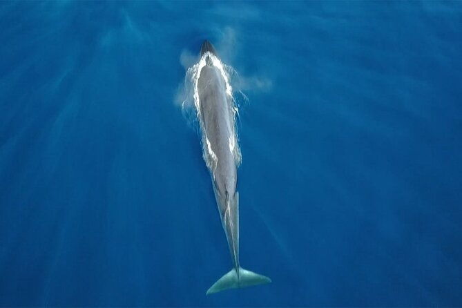 tenerife-whales-and-dolphins-watching-experience-in-catamaran