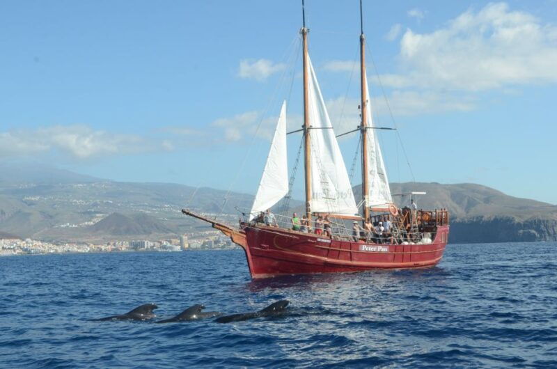 teneriferespectful-whale-watching-pirate-ship-swim