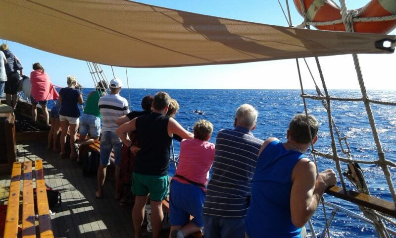 teneriferespectful-whale-watching-pirate-ship-swim