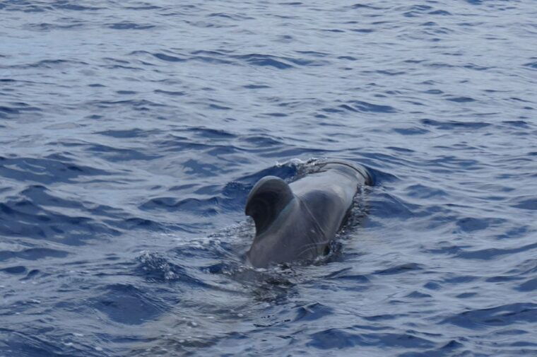 teneriferespectful-whale-watching-pirate-ship-swim