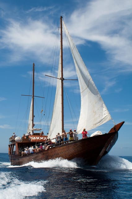 teneriferespectful-whale-watching-pirate-ship-swim