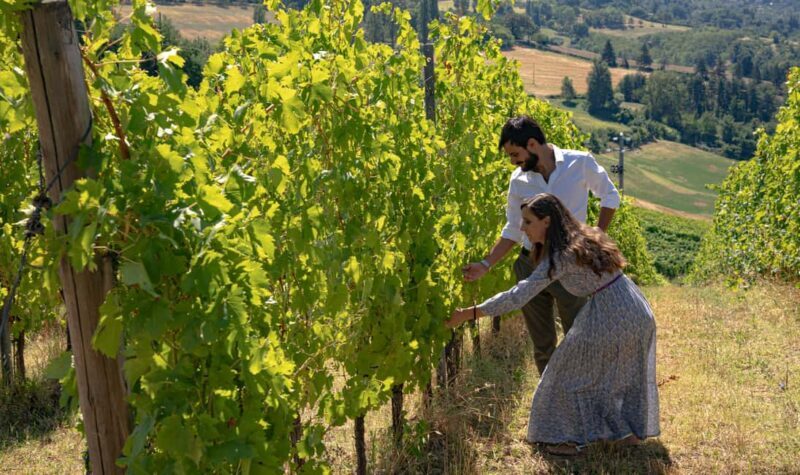 Tenuta Bonzara - Tour and wine tasting in the hills of Bologna - Key Points