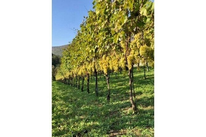 Tenuta San Francesco Wine Tasting - FAQ: Your Questions About the Tenuta San Francesco Wine Tasting