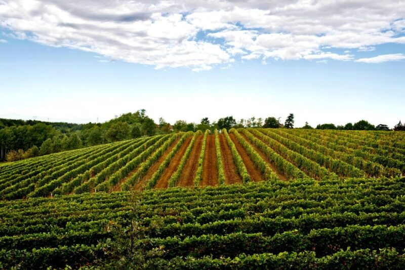 tenuta-san-lorenzo-wine-tasting-and-winery-tour