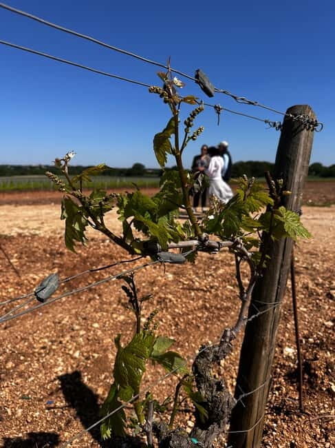 Tenute Girolamo: Winery Tour and VIP Tasting in Itria Valley - Who Will Love This Tour?