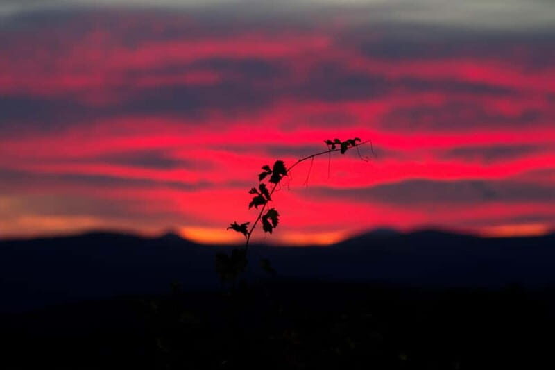 Tenute Silvio Nardi: wine tour of 30 years of Brunello - Who Should Consider This Tour?