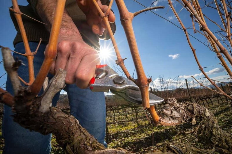 Tenute Silvio Nardi: wine tour of 30 years of Brunello - Frequently Asked Questions